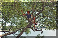 Danny in a tree at Indian springs